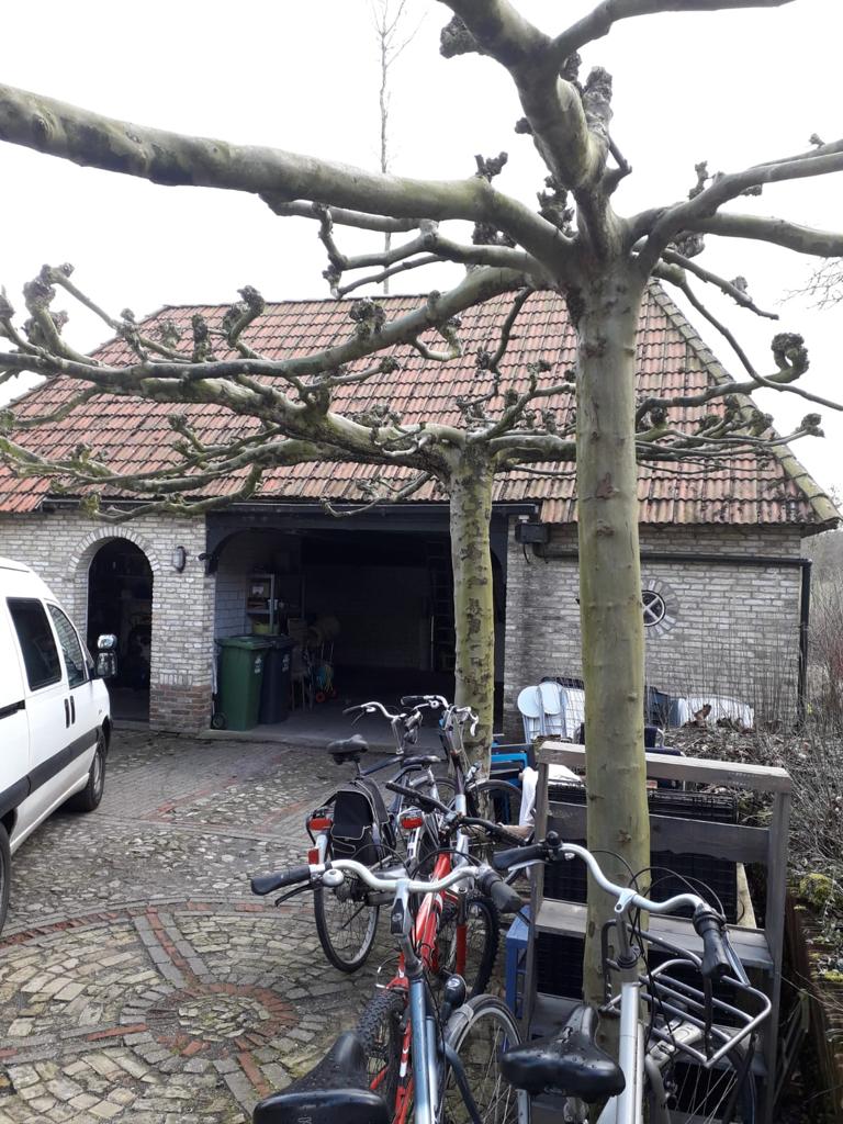 houtwormbestrijding-damwoude