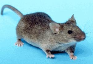 muis
