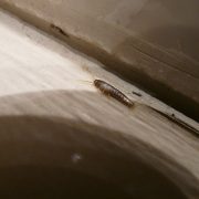 silverfish-61638_960_720 zilvervisje in kier