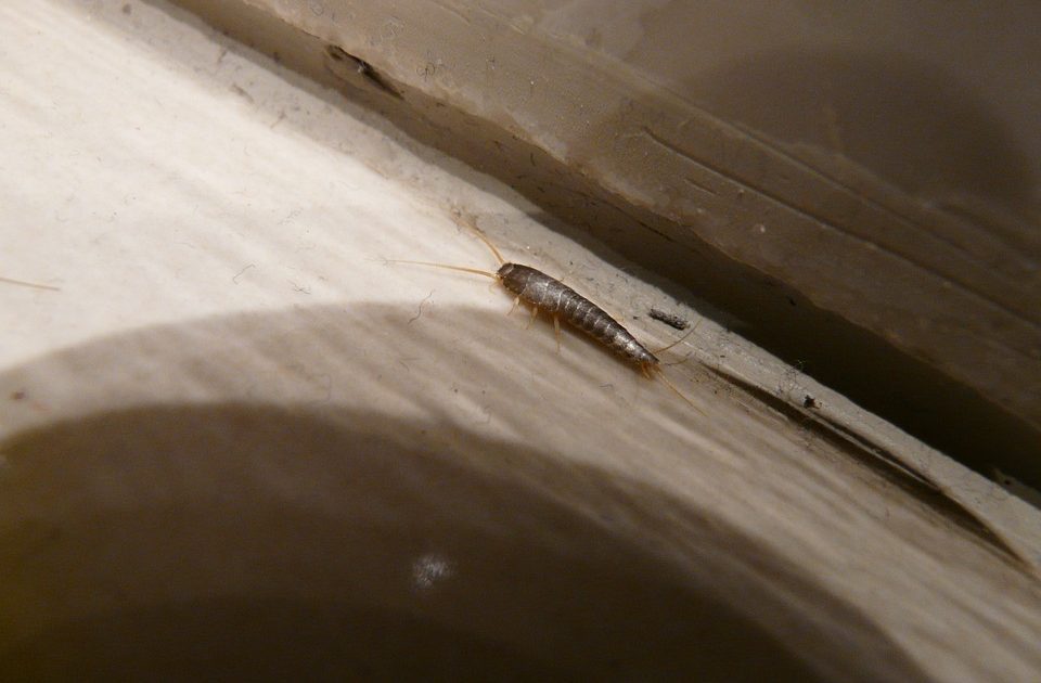 silverfish-61638_960_720 zilvervisje in kier