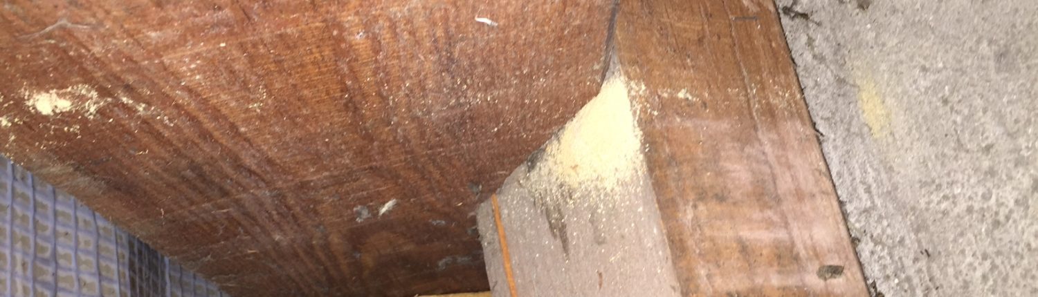 sporen boktor sporen-boktor-bestrijden